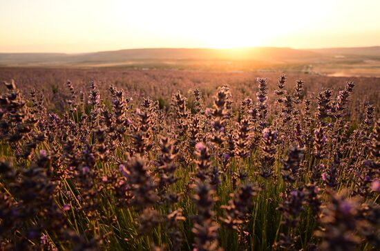 Russia Lavender Fields