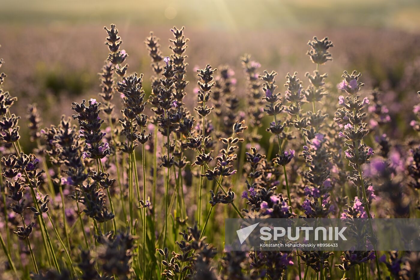 Russia Lavender Fields