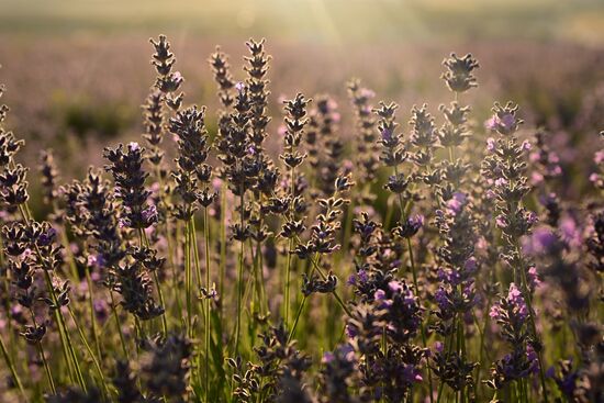Russia Lavender Fields