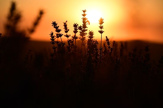 Russia Lavender Fields
