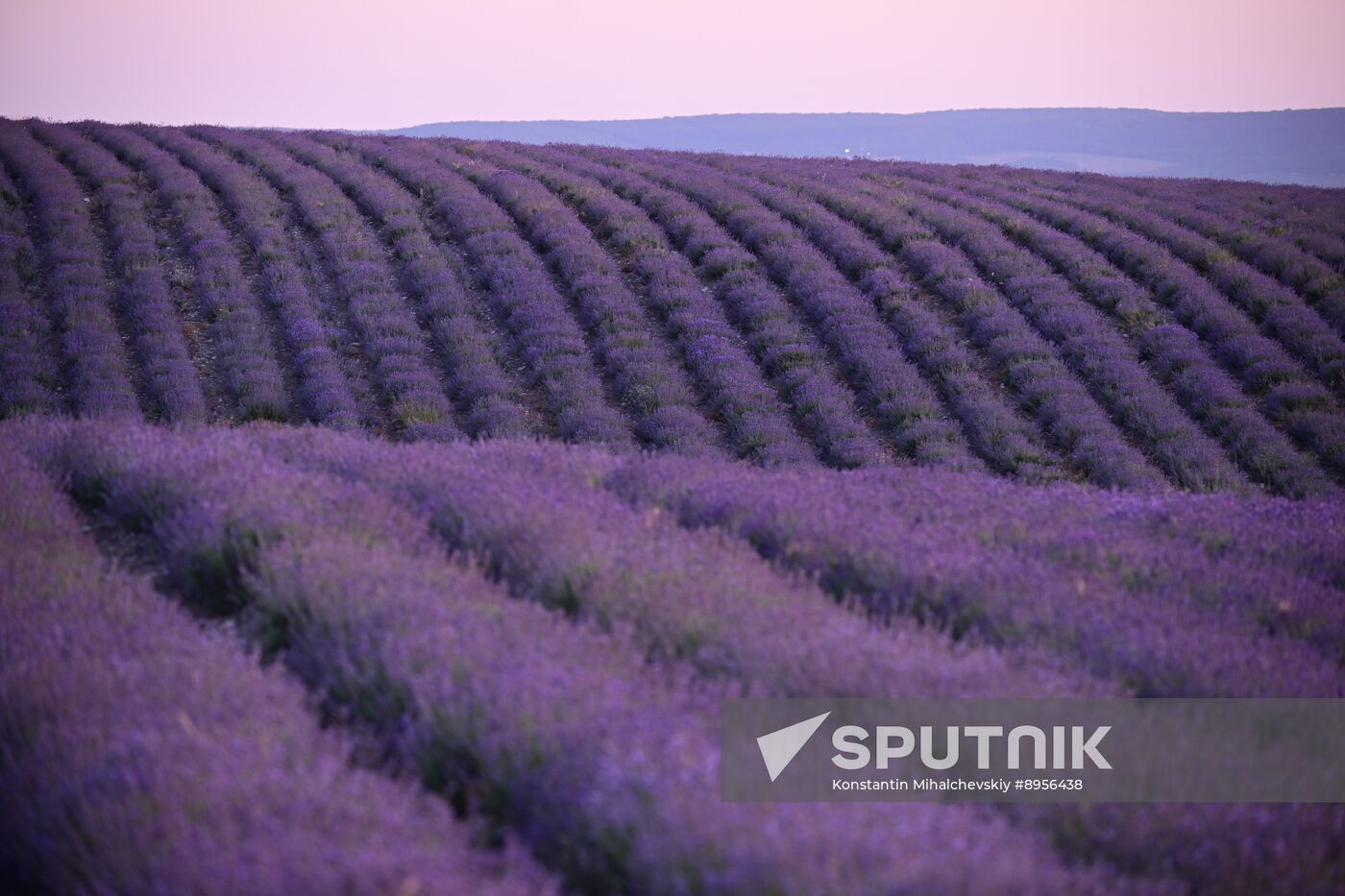 Russia Lavender Fields