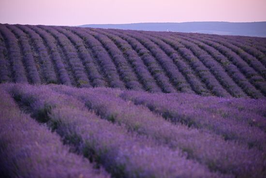 Russia Lavender Fields
