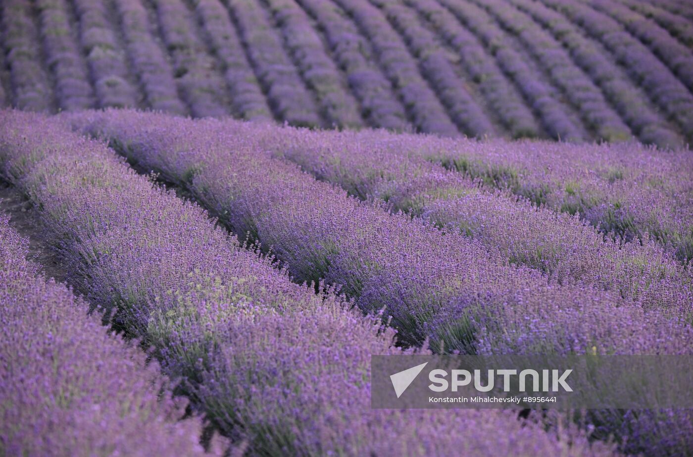 Russia Lavender Fields