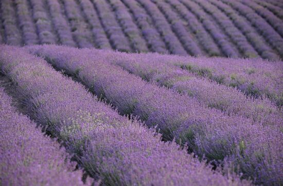 Russia Lavender Fields