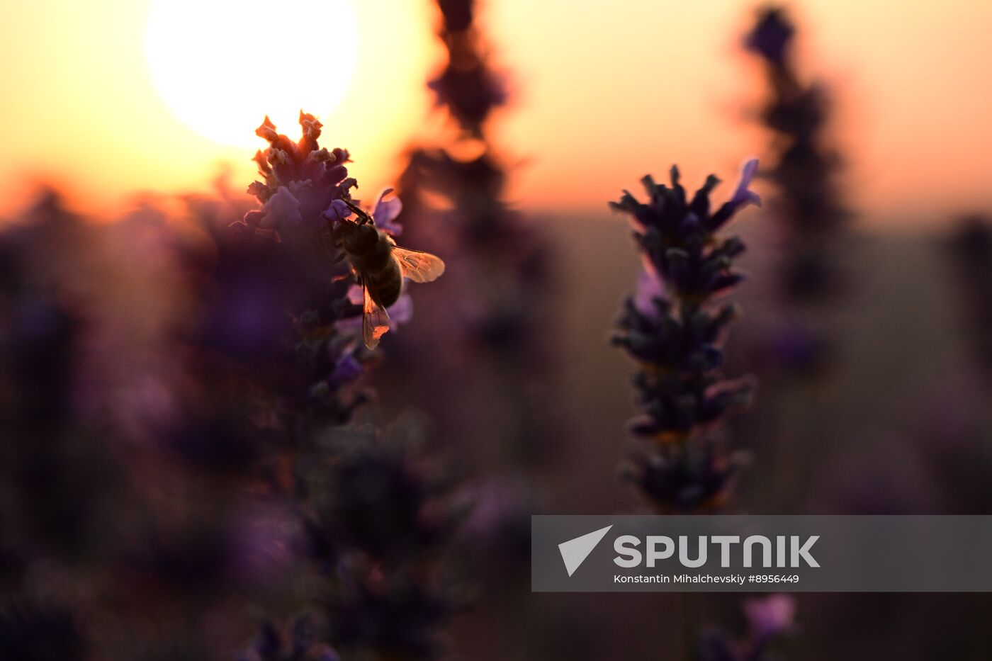 Russia Lavender Fields
