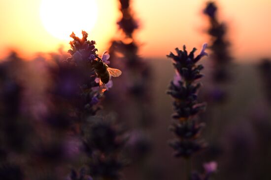 Russia Lavender Fields