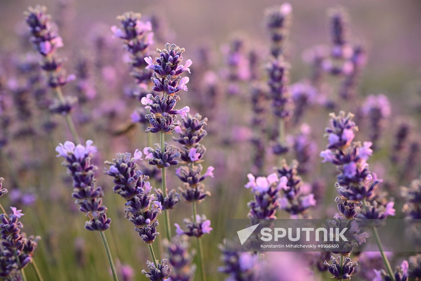 Russia Lavender Fields