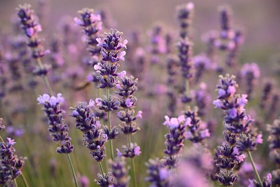 Russia Lavender Fields