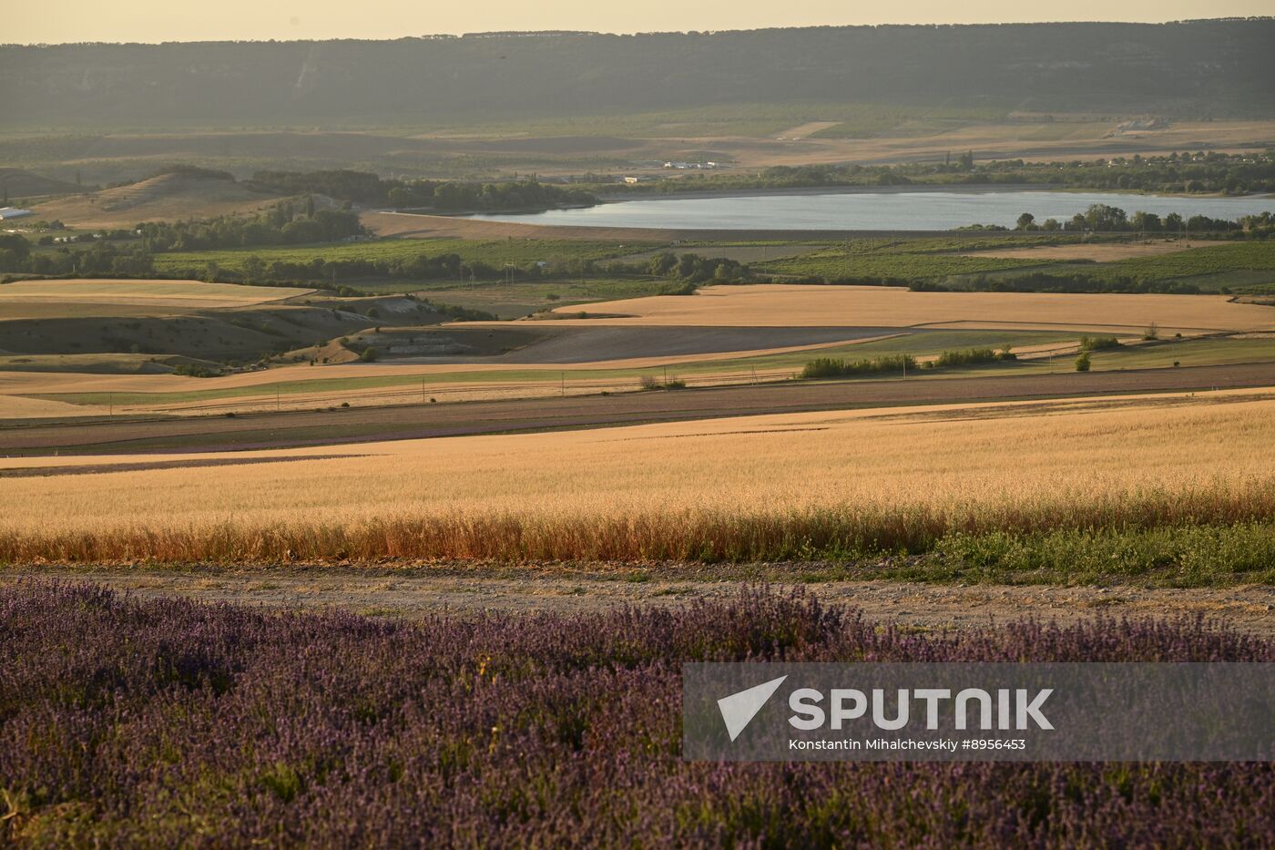 Russia Lavender Fields