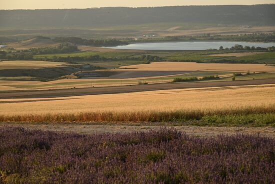Russia Lavender Fields