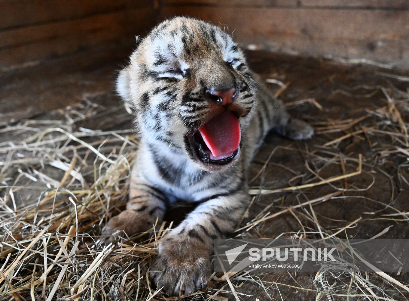 Russia Zoo Amur Tiger Cubs