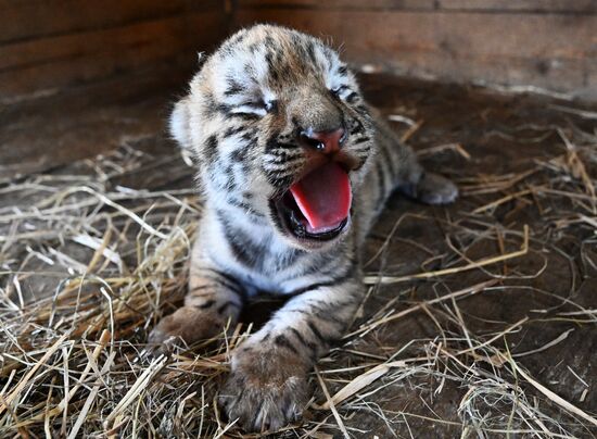 Russia Zoo Amur Tiger Cubs