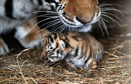 Russia Zoo Amur Tiger Cubs