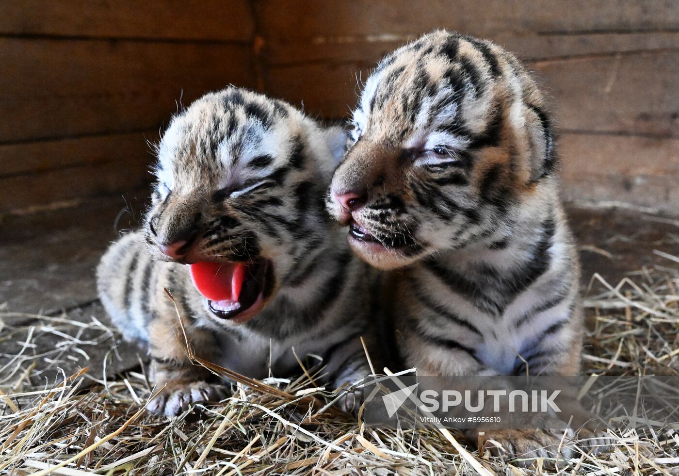 Russia Zoo Amur Tiger Cubs