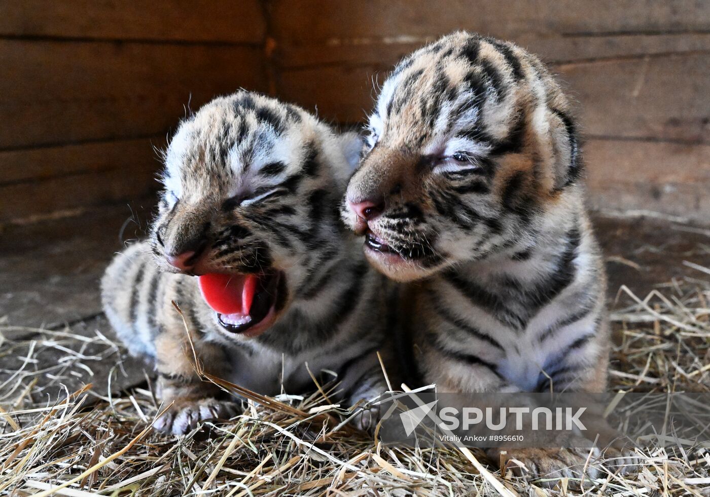 Russia Zoo Amur Tiger Cubs