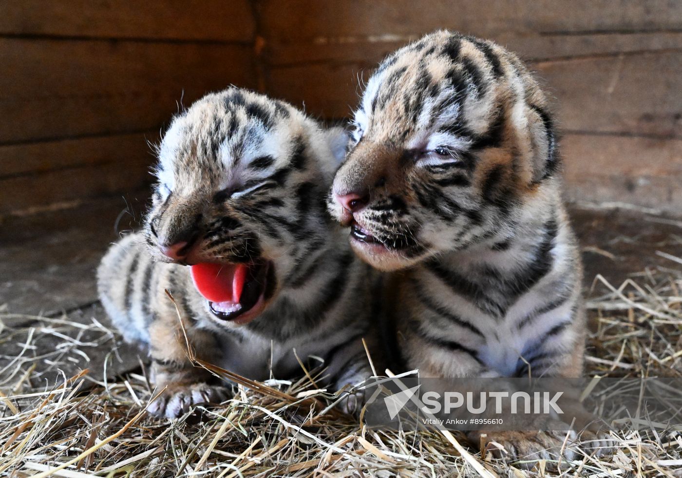 Russia Zoo Amur Tiger Cubs