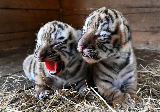 Russia Zoo Amur Tiger Cubs