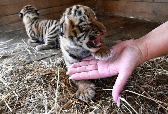 Russia Zoo Amur Tiger Cubs