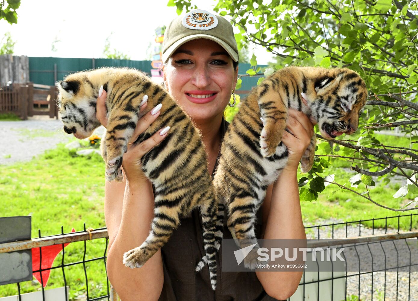 Russia Zoo Amur Tiger Cubs