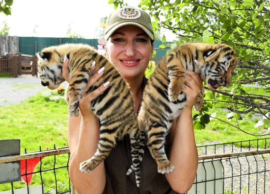 Russia Zoo Amur Tiger Cubs