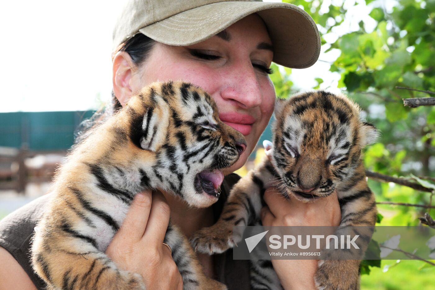 Russia Zoo Amur Tiger Cubs