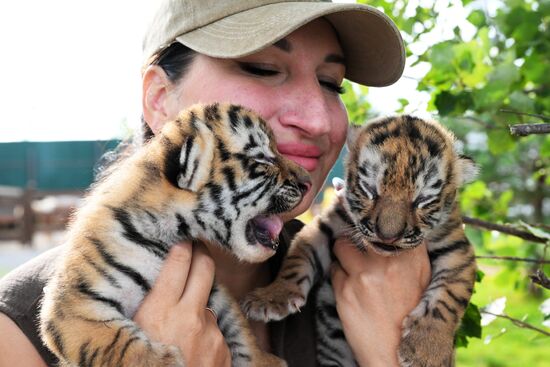 Russia Zoo Amur Tiger Cubs