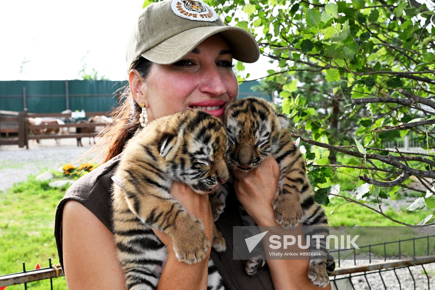 Russia Zoo Amur Tiger Cubs