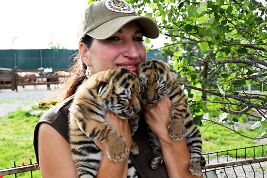 Russia Zoo Amur Tiger Cubs