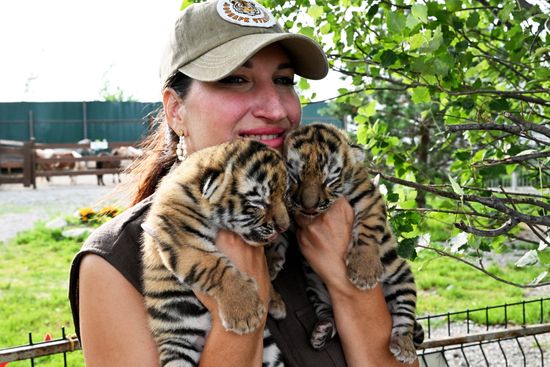 Russia Zoo Amur Tiger Cubs