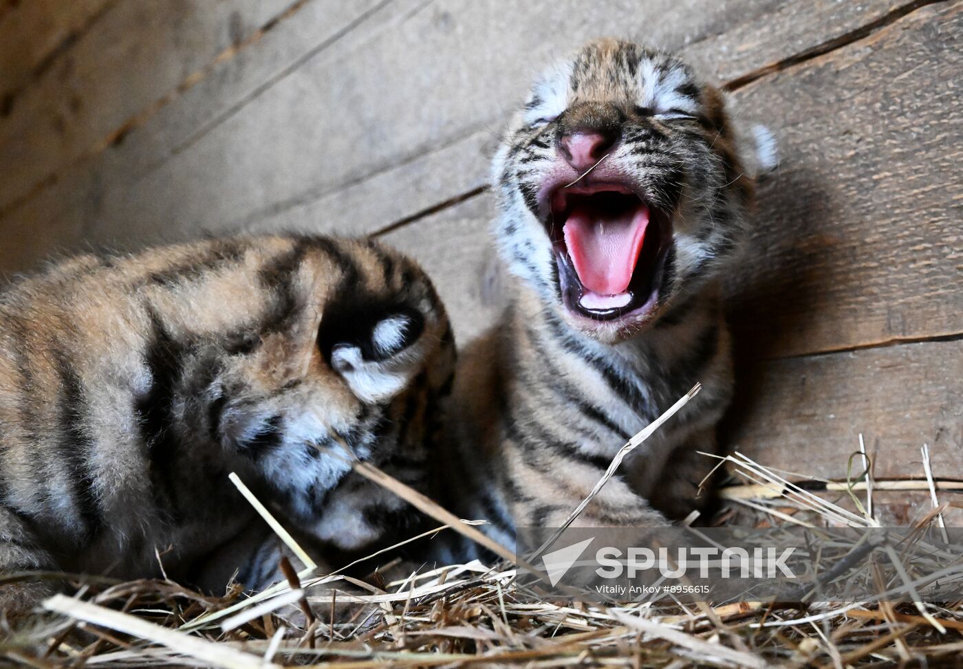 Russia Zoo Amur Tiger Cubs