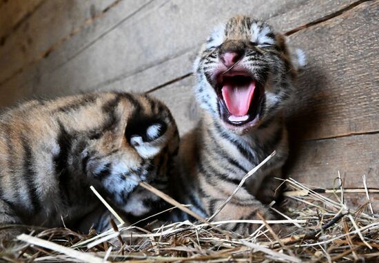 Russia Zoo Amur Tiger Cubs