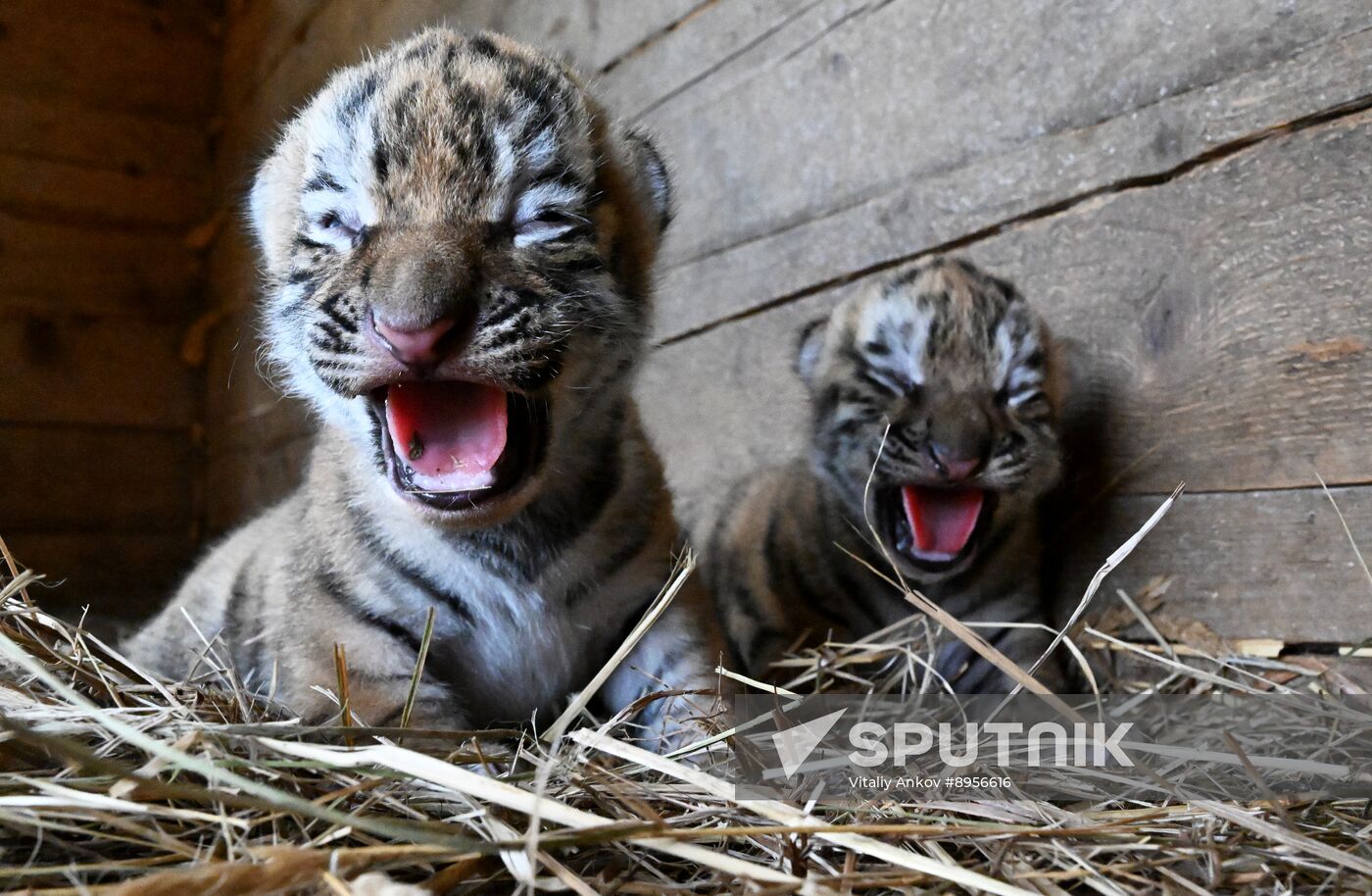 Russia Zoo Amur Tiger Cubs