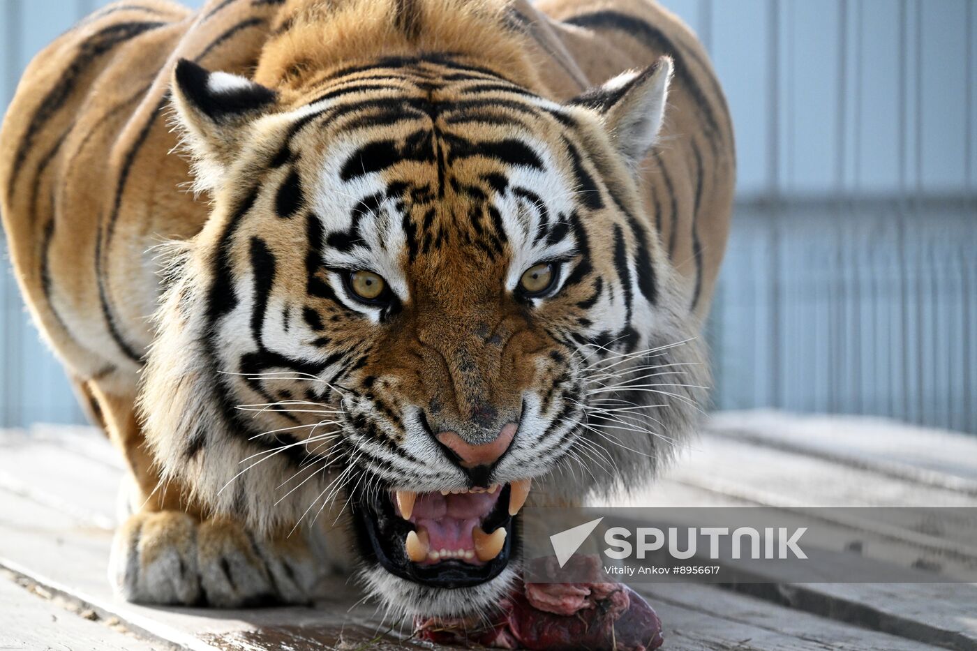 Russia Zoo Amur Tiger Cubs