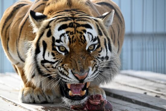 Russia Zoo Amur Tiger Cubs