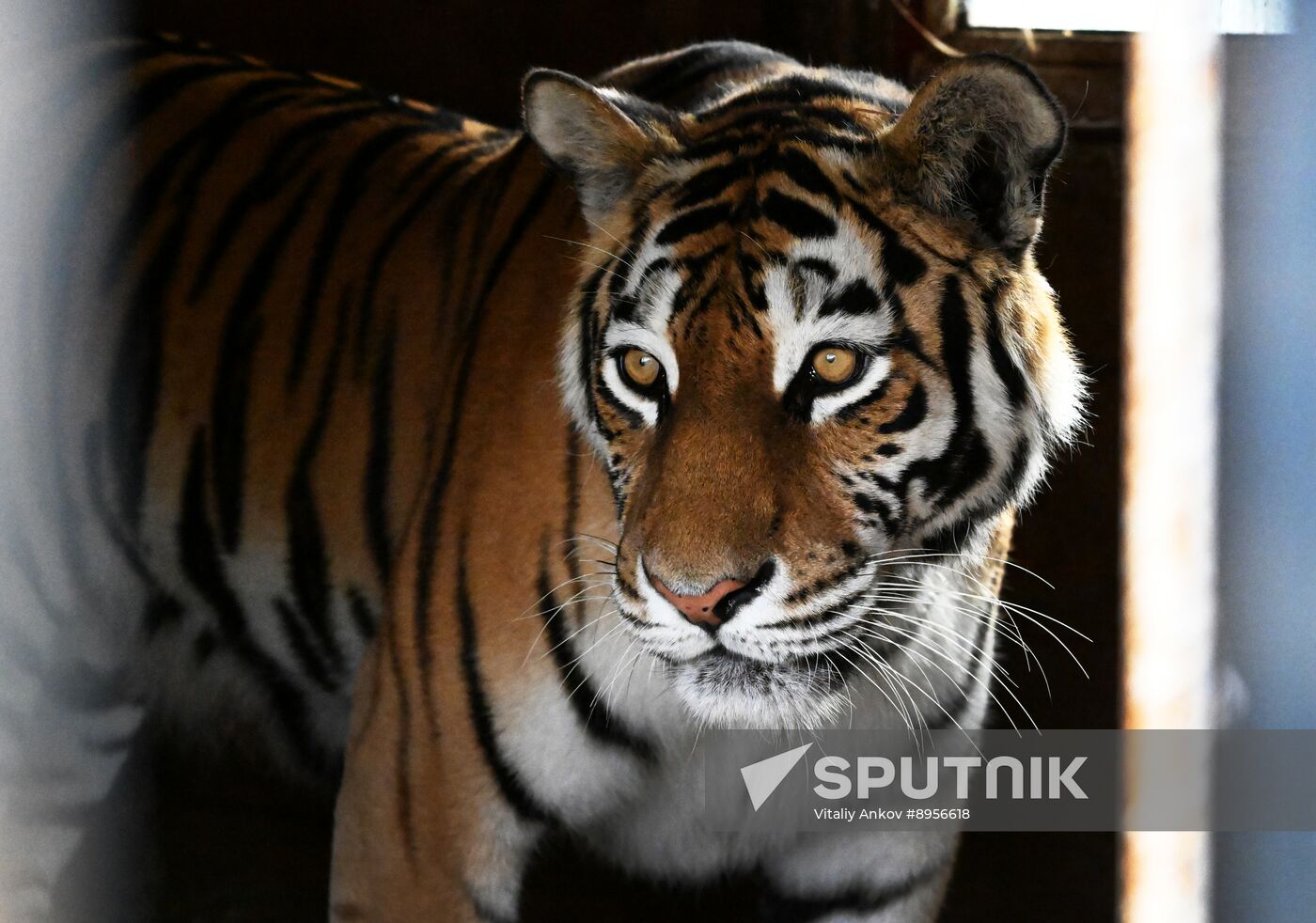 Russia Zoo Amur Tiger Cubs