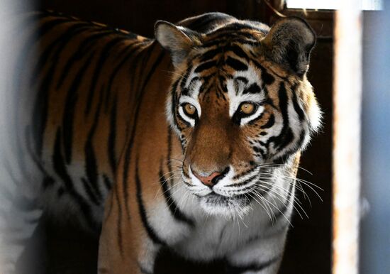 Russia Zoo Amur Tiger Cubs