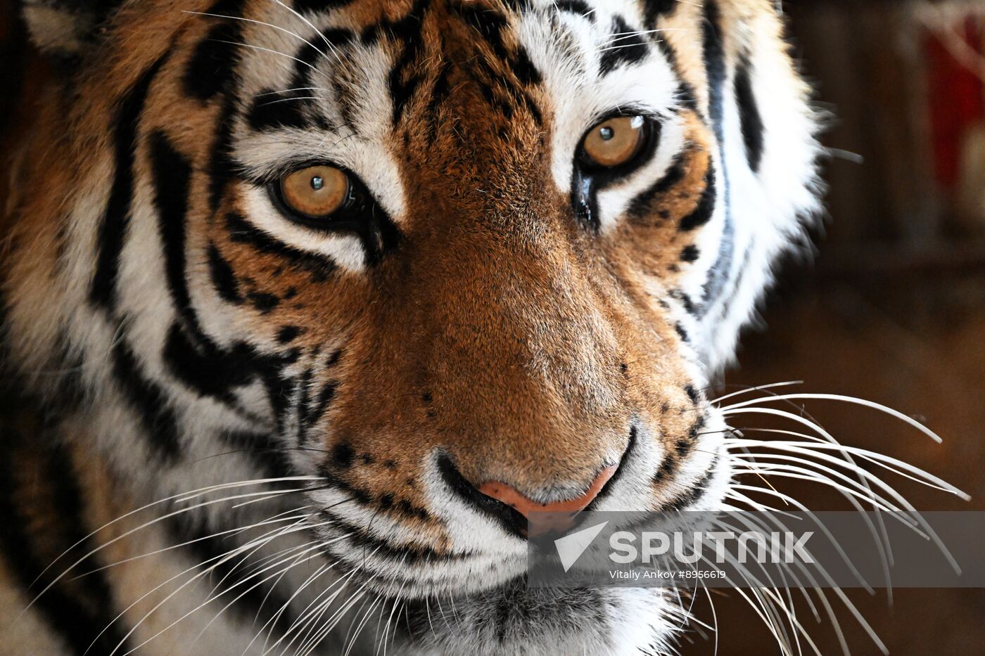 Russia Zoo Amur Tiger Cubs
