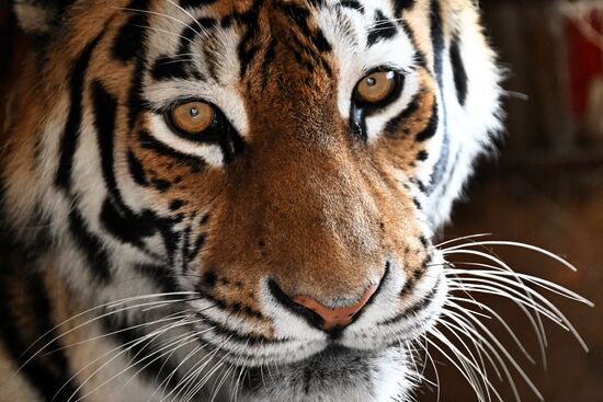 Russia Zoo Amur Tiger Cubs