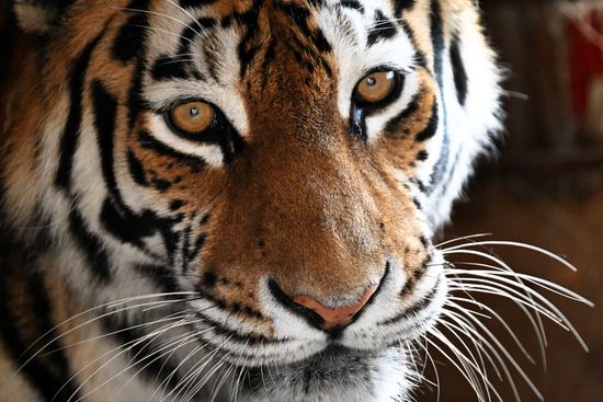 Russia Zoo Amur Tiger Cubs