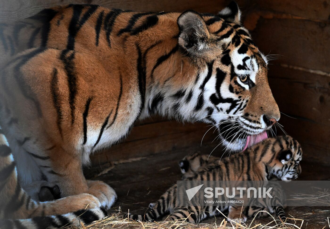 Russia Zoo Amur Tiger Cubs