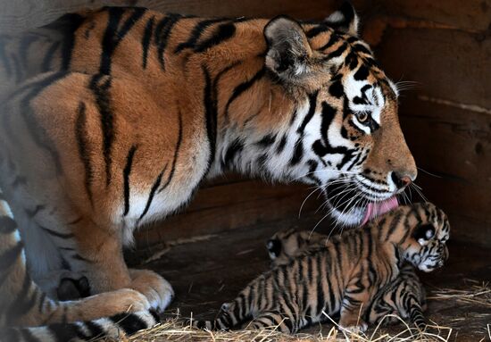Russia Zoo Amur Tiger Cubs