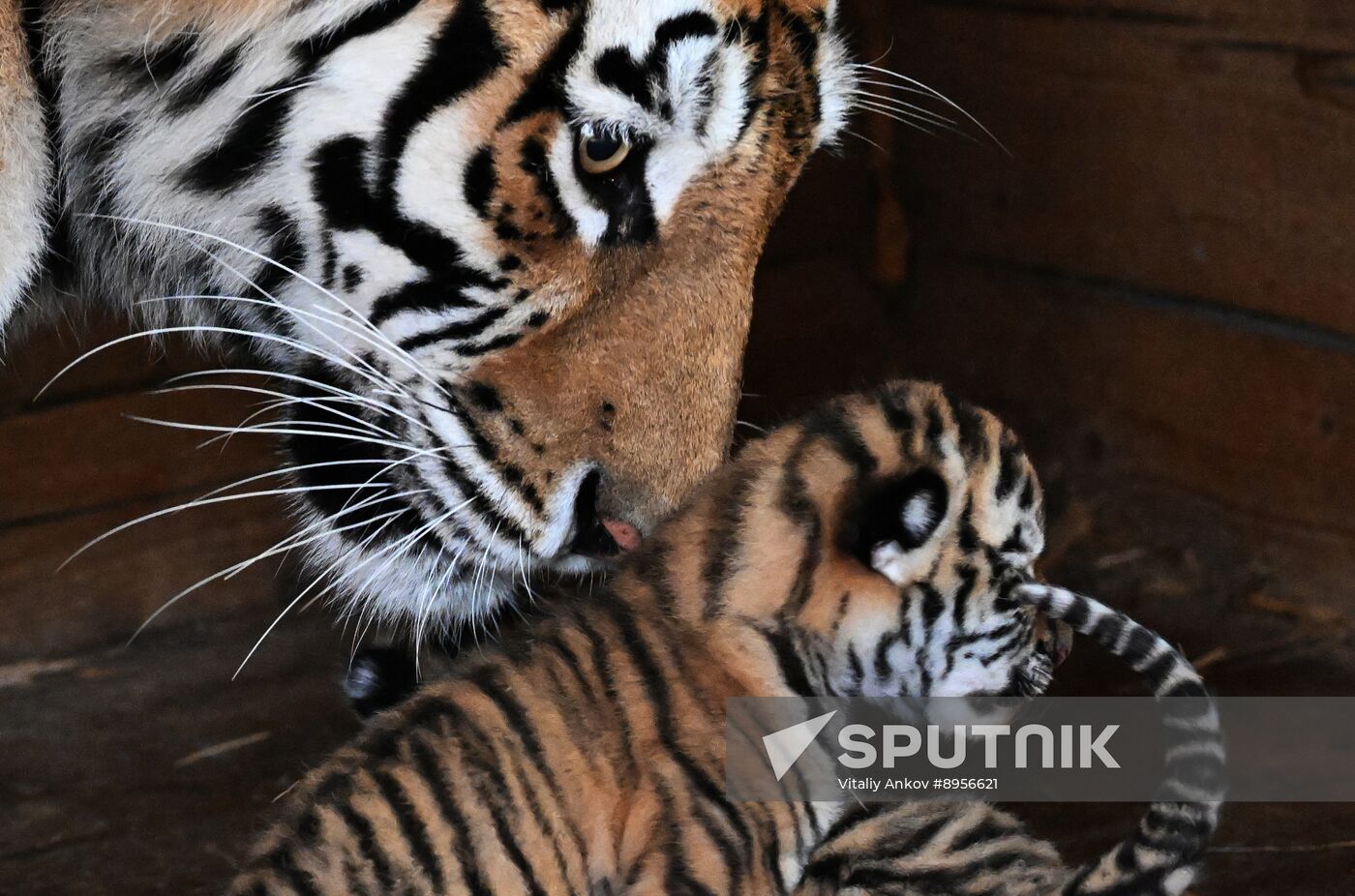 Russia Zoo Amur Tiger Cubs