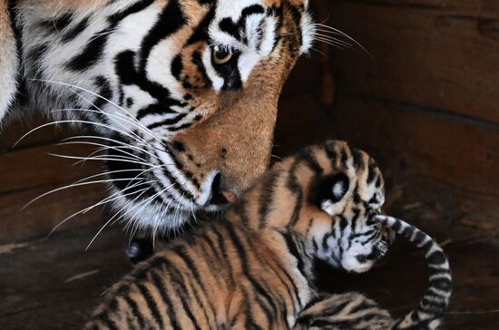 Russia Zoo Amur Tiger Cubs