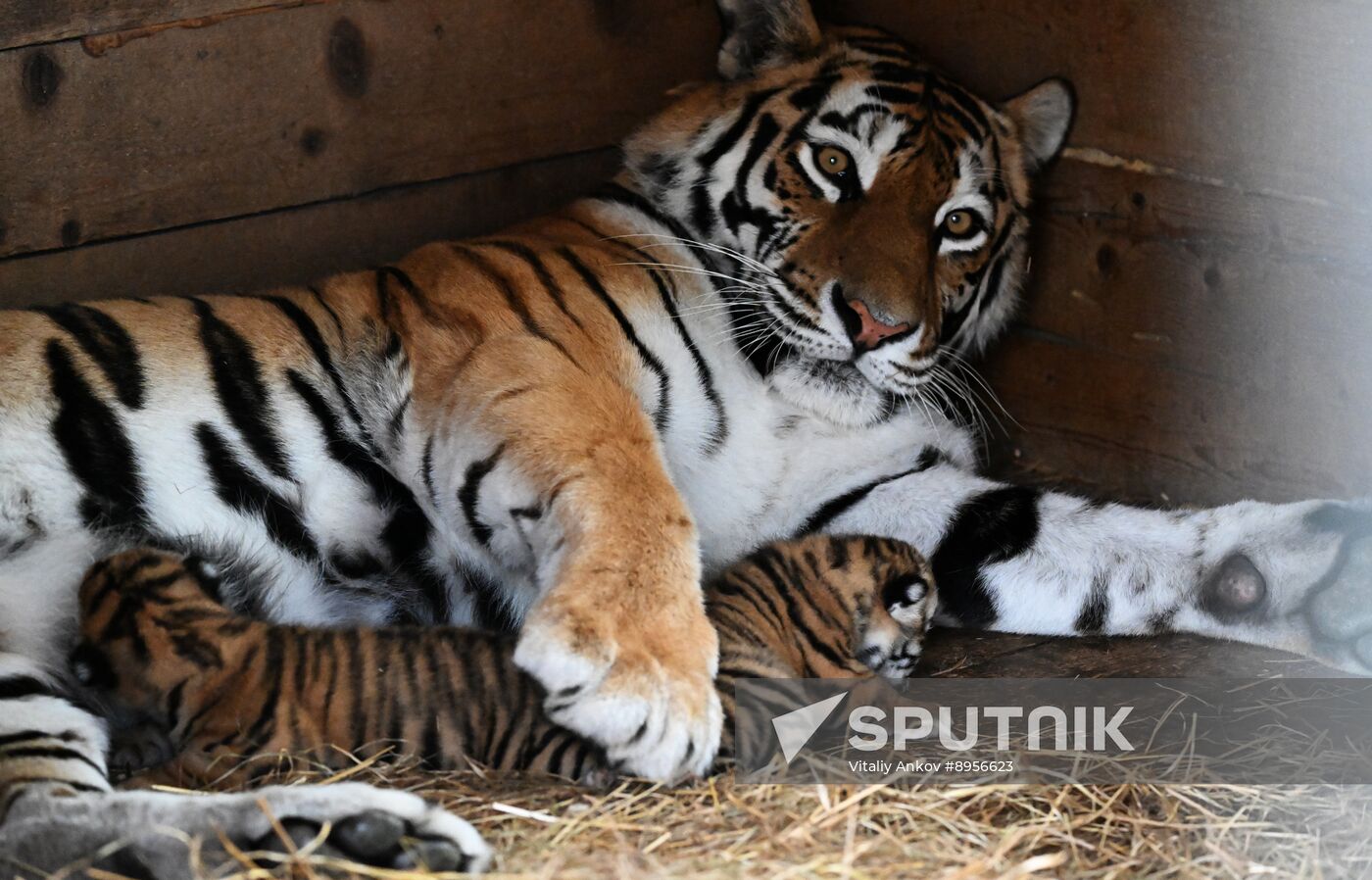 Russia Zoo Amur Tiger Cubs