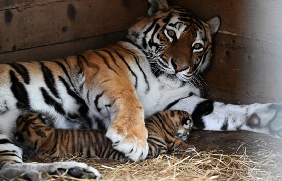 Russia Zoo Amur Tiger Cubs