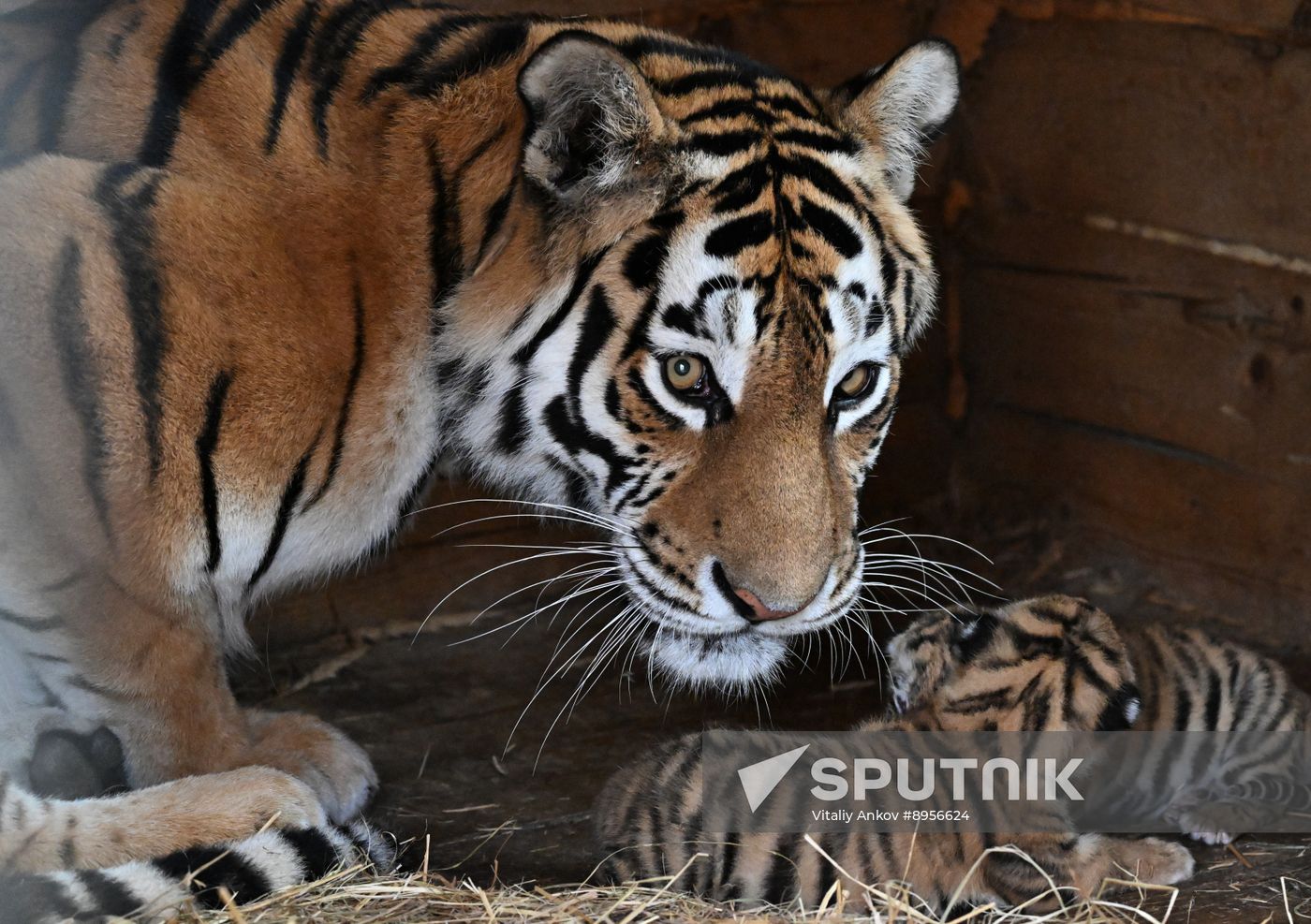 Russia Zoo Amur Tiger Cubs