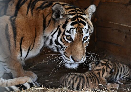 Russia Zoo Amur Tiger Cubs