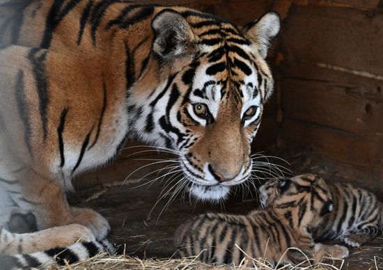 Russia Zoo Amur Tiger Cubs
