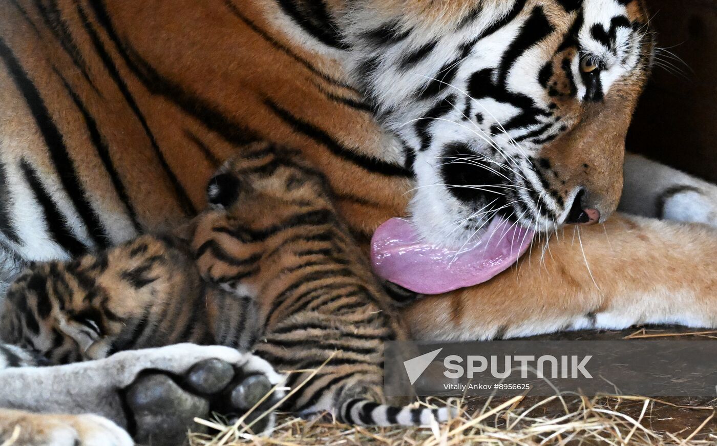 Russia Zoo Amur Tiger Cubs