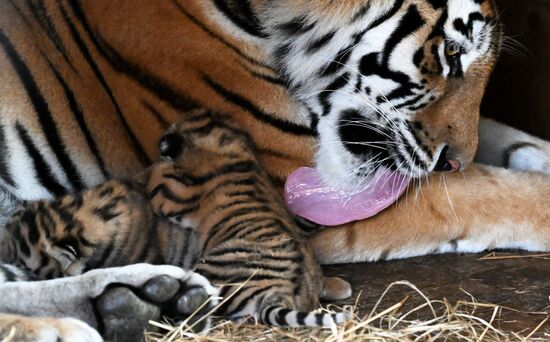 Russia Zoo Amur Tiger Cubs